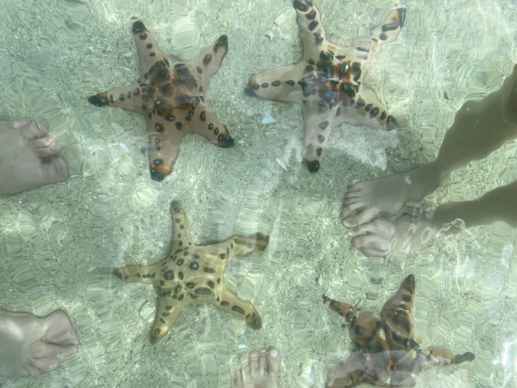Island hopping en Port Barton: nadar con tortugas, con niños